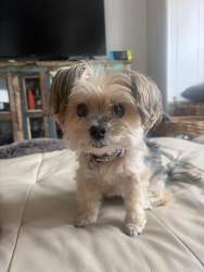 Lost Female Dog last seen Near Bolero Street, Carlsbad CA, USA, Carlsbad, CA 92009