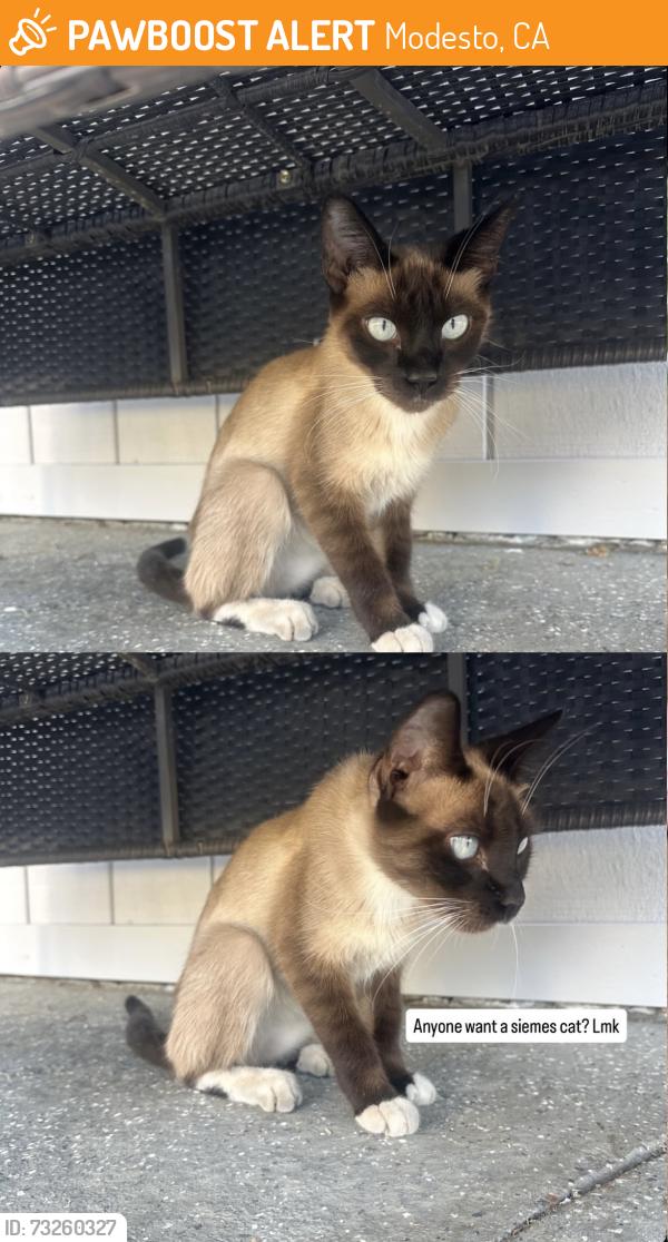 Found/Stray Female Cat last seen Near dry creek mobile homes, Modesto, CA 95355