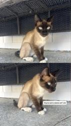 Found/Stray Female Cat last seen Near dry creek mobile homes, Modesto, CA 95355