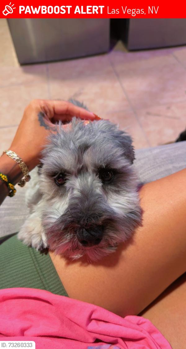 Lost Male Dog last seen Bonanza & Lamb, Las Vegas, NV 89101