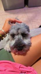 Lost Male Dog last seen Bonanza & Lamb, Las Vegas, NV 89101