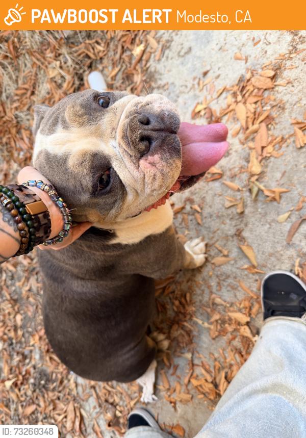 Found/Stray Female Dog last seen Off creekwood near the park, Modesto, CA 95357