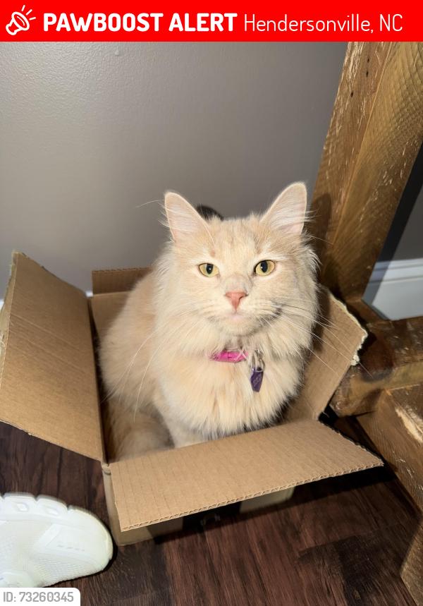 Lost Female Cat last seen Glennwood road, mtn home, Hendersonville, NC 28791