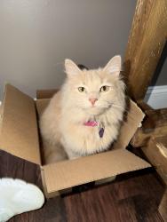 Lost Female Cat last seen Glennwood road, mtn home, Hendersonville, NC 28791