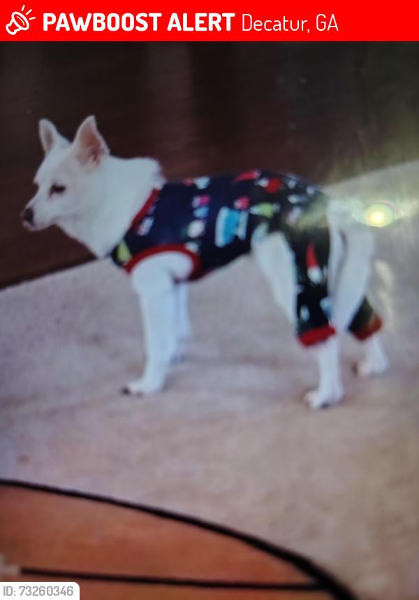 Lost Female Dog last seen Holy Cross Ct, Decatur, GA 30034