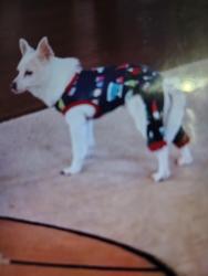 Lost Female Dog last seen Holy Cross Ct, Decatur, GA 30034