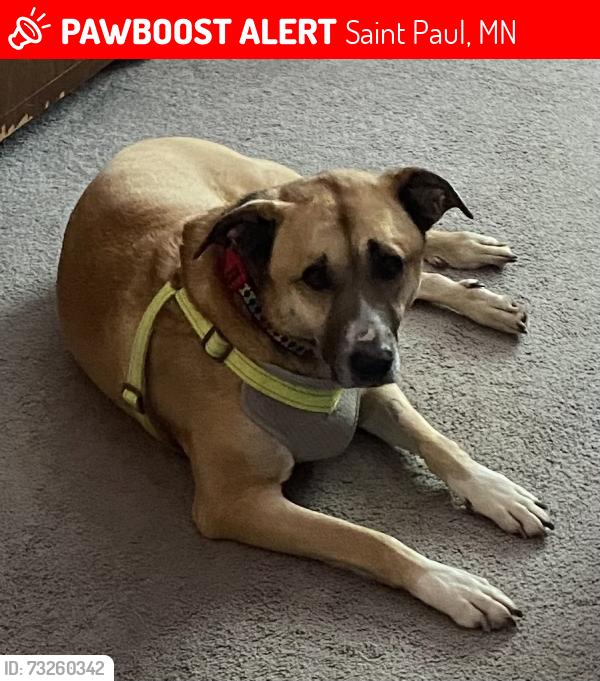 Lost Male Dog last seen Rome Ave and Fairview, Saint Paul, MN 55116