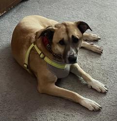 Lost Male Dog last seen Rome Ave and Fairview, Saint Paul, MN 55116