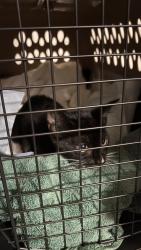 Reunited Female Cat last seen Village at Riverwalk, Cayce, SC 29033