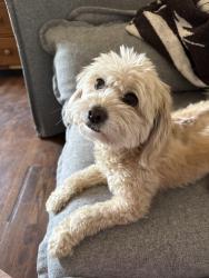 Found/Stray Female Dog last seen El Vado, Albuquerque, NM 87104