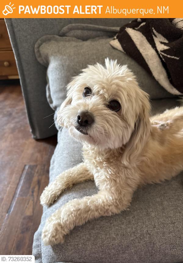 Found/Stray Female Dog last seen El Vado, Albuquerque, NM 87104