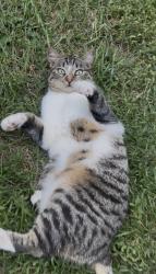 Lost Female Cat last seen Sterling South Birch W Church RD Loudoun, Sterling, VA 20164