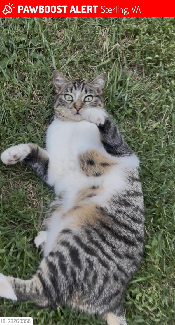 Lost Female Cat last seen Sterling South Birch W Church RD Loudoun, Sterling, VA 20164