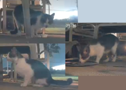 Found/Stray Unknown Cat last seen Avery Point, Nickel Plate Trail, Indianapolis, IN 46250