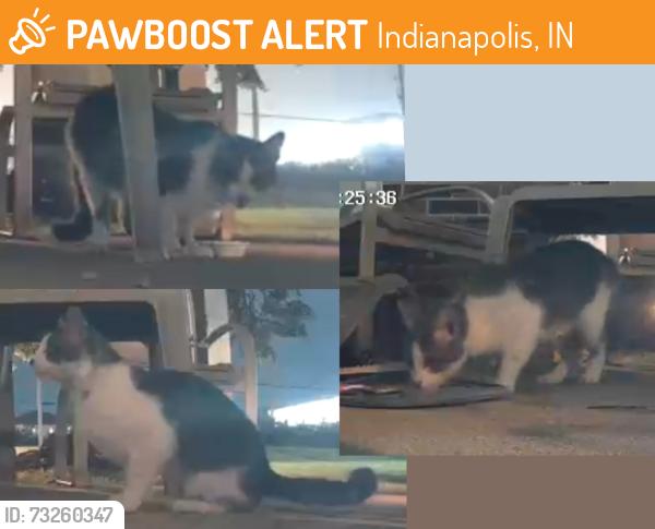 Found/Stray Unknown Cat last seen Avery Point, Nickel Plate Trail, Indianapolis, IN 46250