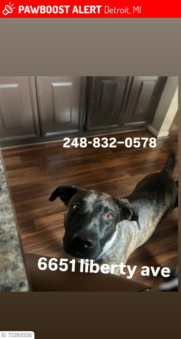 Lost Male Dog last seen Joy road, Detroit, MI 48228