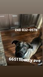 Lost Male Dog last seen Joy road, Detroit, MI 48228