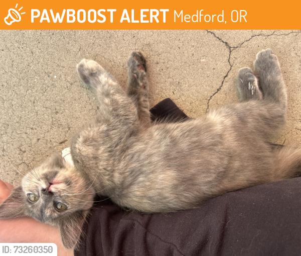 Found/Stray Unknown Cat last seen Benson st Medford Oregon, Medford, OR 97501