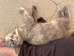 Found/Stray Unknown Cat last seen Benson st Medford Oregon, Medford, OR 97501