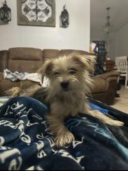 Reunited Female Dog last seen Howland Blvd/Sky St. Brewton Circle/KeelingSt., Deltona, FL 32738
