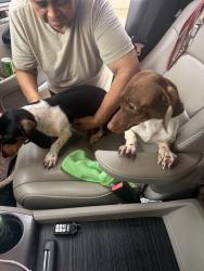 Found/Stray Unknown Dog last seen 25th street and Juneau, Lubbock, TX 79407