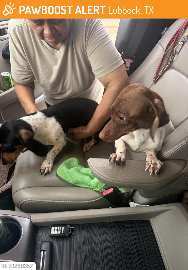 Found/Stray Unknown Dog last seen 25th street and Juneau, Lubbock, TX 79407