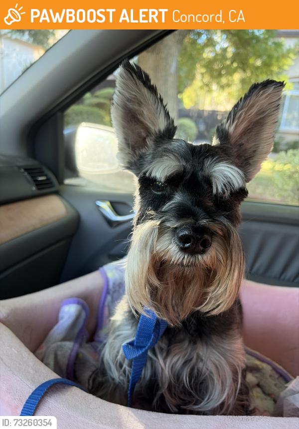 Found/Stray Female Dog last seen Concord BART station, Concord, CA 94520