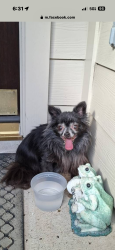 Reunited Unknown Dog last seen Near N Riviera Cir, Pearland, TX 77581
