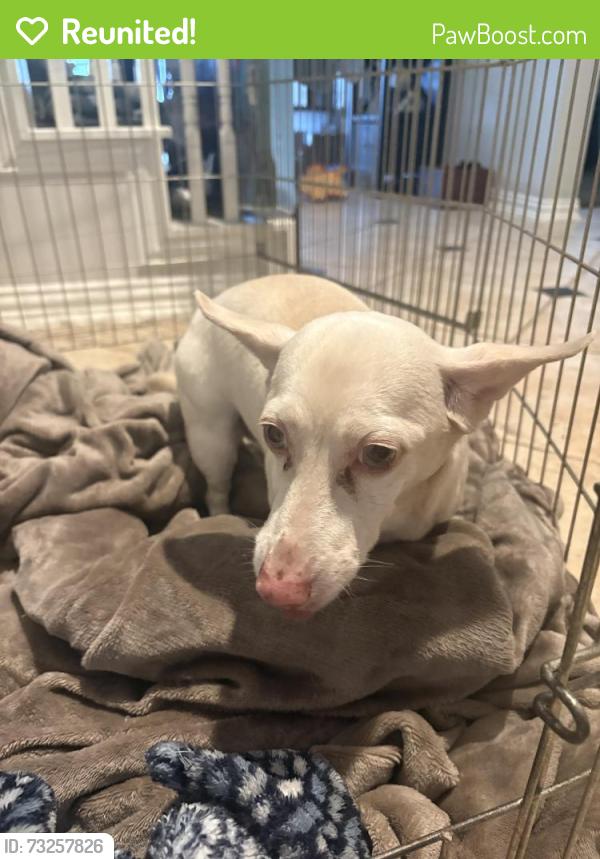 Reunited Female Dog last seen Branch crossing and Degas Park, The Woodlands, TX 77382