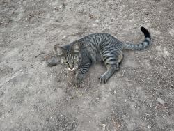 Reunited Unknown Cat last seen E Magdalena Drive & San Lorenzo Ct, Orange,, Orange, CA 92867