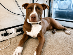 Reunited Male Dog last seen S Texas Ave and Holden Ave, Orlando, FL 32839