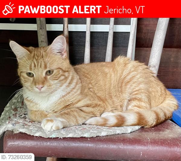 Lost Male Cat last seen Mill Brook Road, Jericho, VT 05465