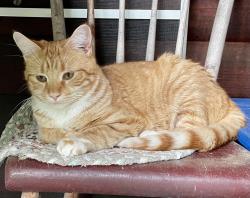 Lost Male Cat last seen Mill Brook Road, Jericho, VT 05465