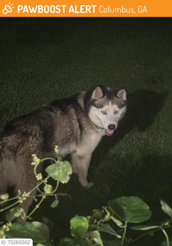 Found/Stray Unknown Dog last seen Warms springs rd, schomburg rd., Columbus, GA 31909