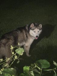 Found/Stray Unknown Dog last seen Warms springs rd, schomburg rd., Columbus, GA 31909