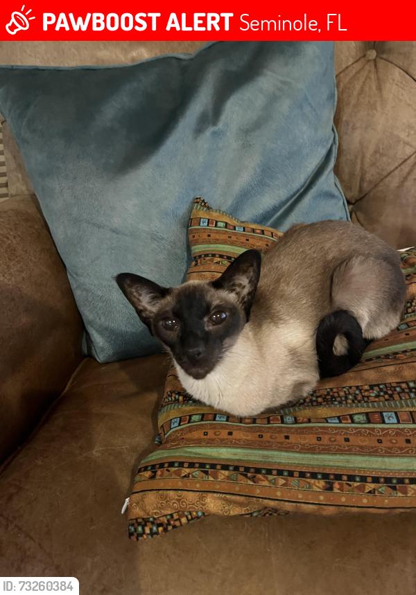 Lost Male Cat last seen Near 95th St N. Seminole FL 33777, Seminole, FL 33777