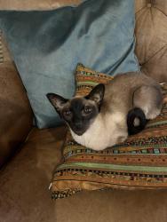 Lost Male Cat last seen Near 95th St N. Seminole FL 33777, Seminole, FL 33777