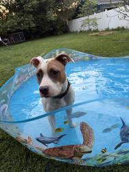 Reunited Female Dog last seen Raleigh Avenue, Birmingham, AL 35209