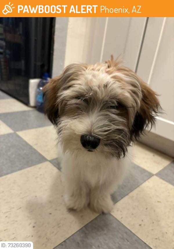Found/Stray Male Dog last seen 28th st and S Roeser Rd, Phoenix, AZ 85043