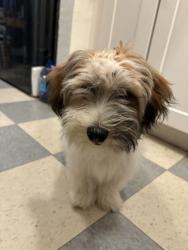 Found/Stray Male Dog last seen 28th st and S Roeser Rd, Phoenix, AZ 85043