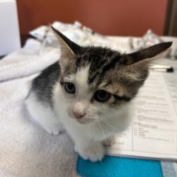 Shelter Stray Female Cat last seen , 11665 US-89, Flagstaff, AZ 86004, USA