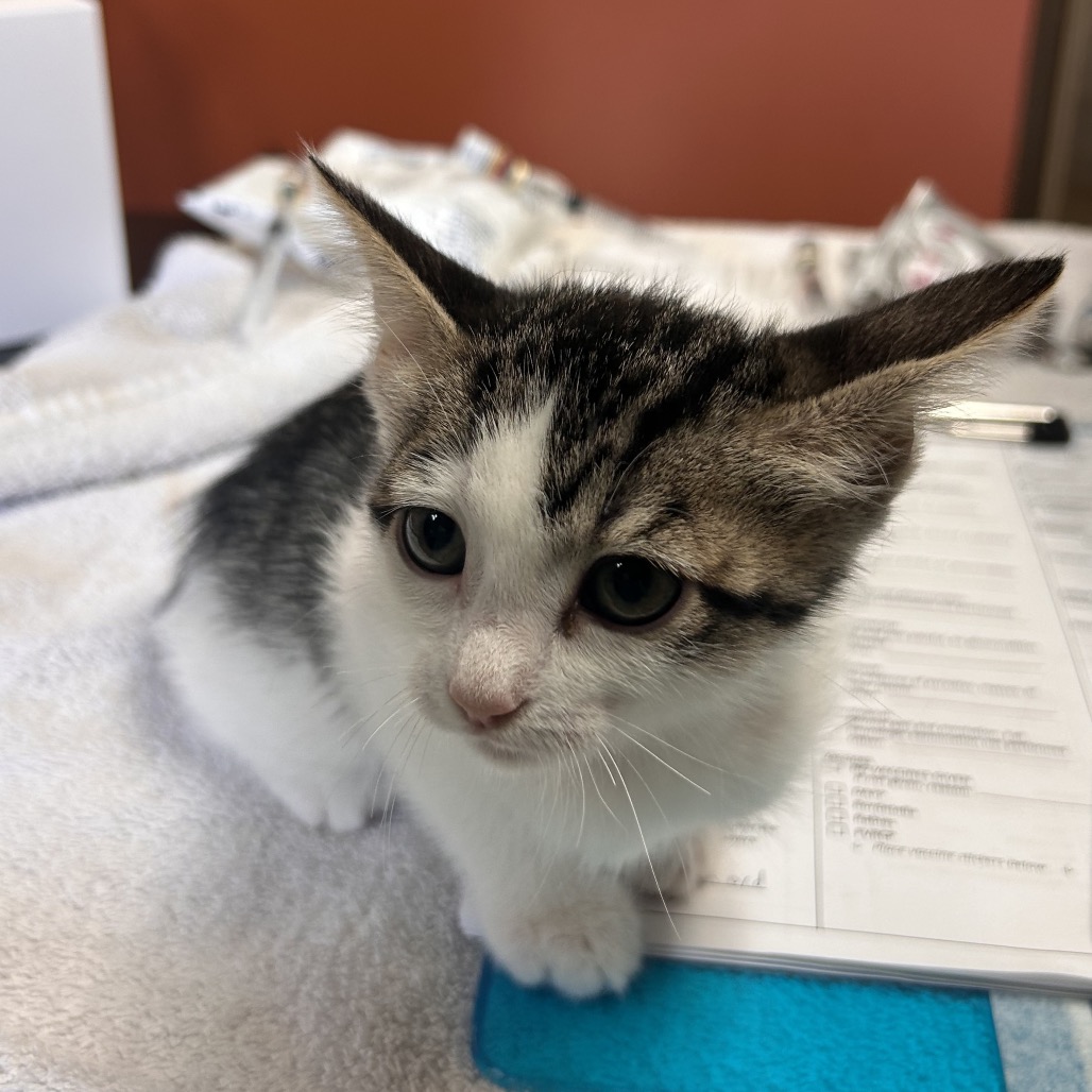 Shelter Stray Female Cat last seen , 11665 US-89, Flagstaff, AZ 86004, USA