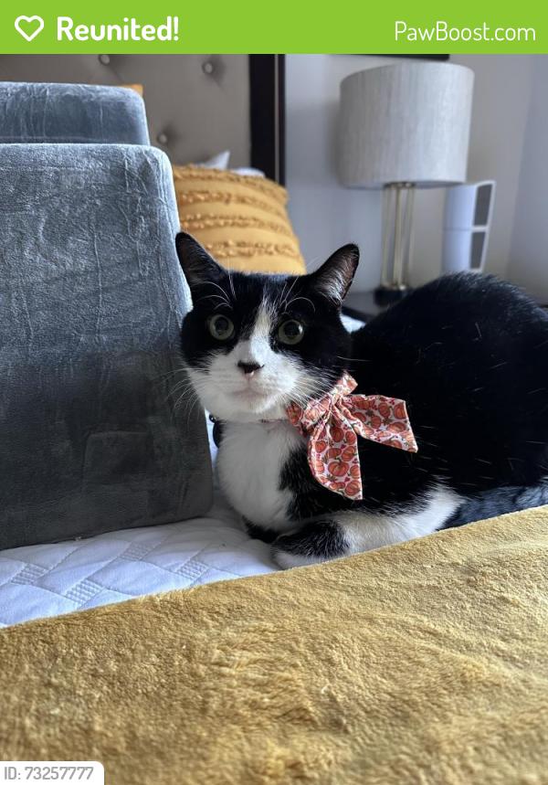 Reunited Male Cat last seen Caminito Cantilena & Pomerado Road, San Diego, CA 92128