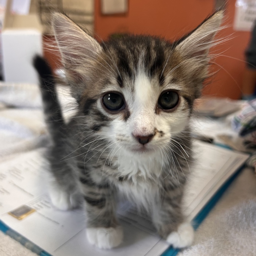 Shelter Stray Male Cat last seen , 11665 US-89, Flagstaff, AZ 86004, USA