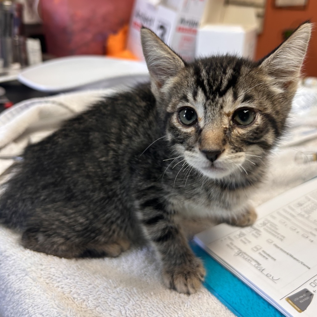 Shelter Stray Female Cat last seen , 11665 US-89, Flagstaff, AZ 86004, USA