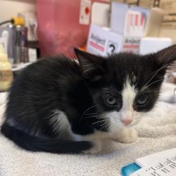 Shelter Stray Female Cat last seen , 11665 US-89, Flagstaff, AZ 86004, USA