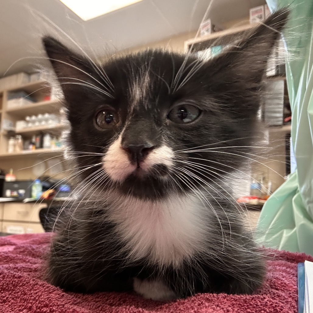 Shelter Stray Male Cat last seen , 11665 US-89, Flagstaff, AZ 86004, USA