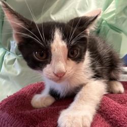 Shelter Stray Male Cat last seen , 11665 US-89, Flagstaff, AZ 86004, USA