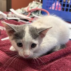 Shelter Stray Female Cat last seen , 11665 US-89, Flagstaff, AZ 86004, USA