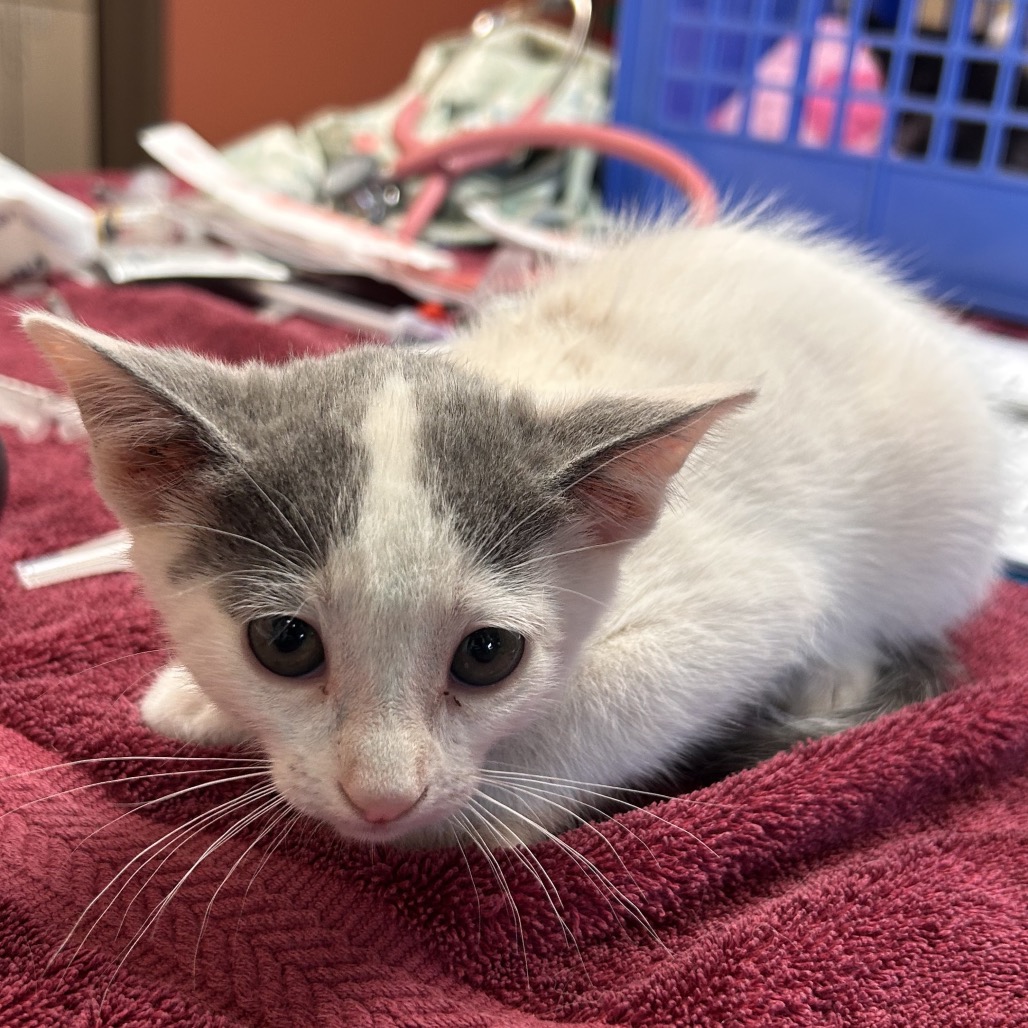Shelter Stray Female Cat last seen , 11665 US-89, Flagstaff, AZ 86004, USA